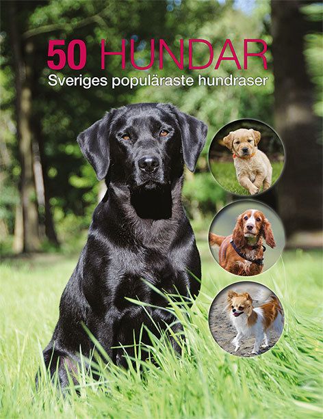 50 hundar : Sveriges populäraste hundraser - 9789176177327